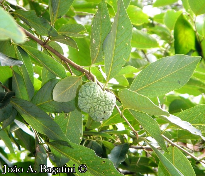 Annona sylvatica