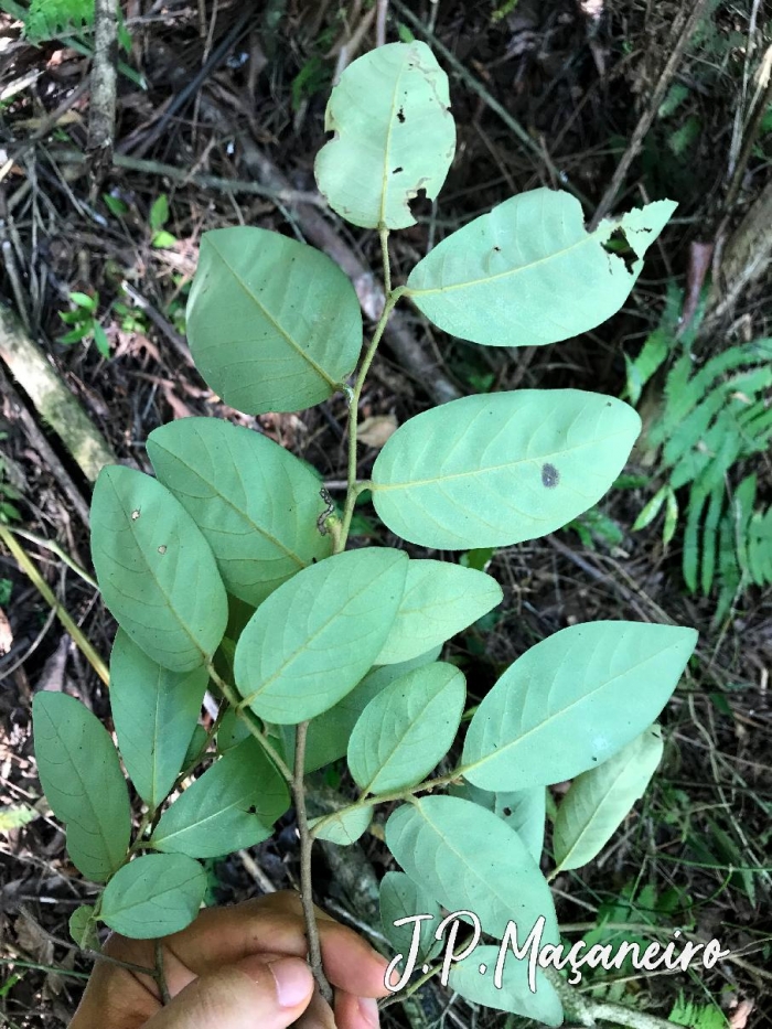 Annona sylvatica