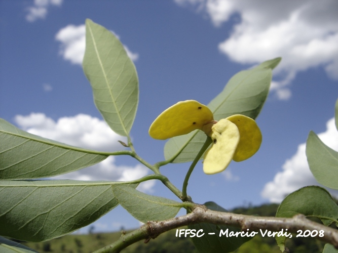 Annona sylvatica