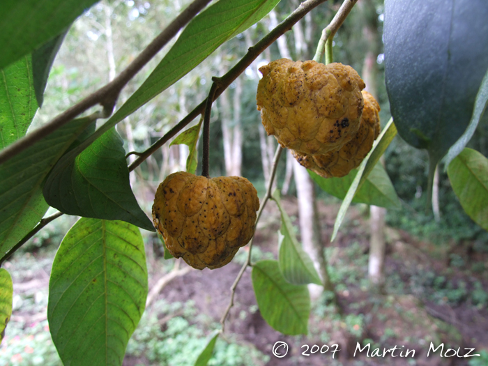 Annona sylvatica