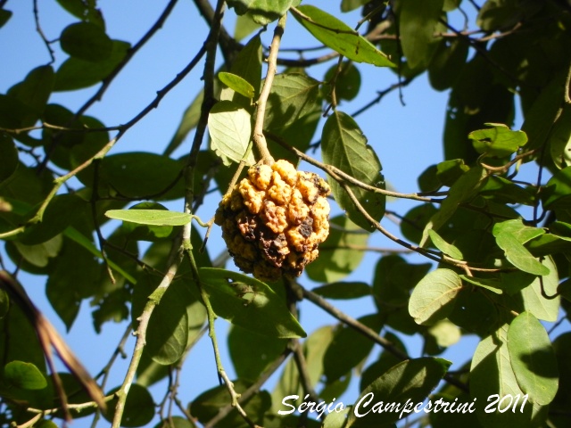 Annona sylvatica