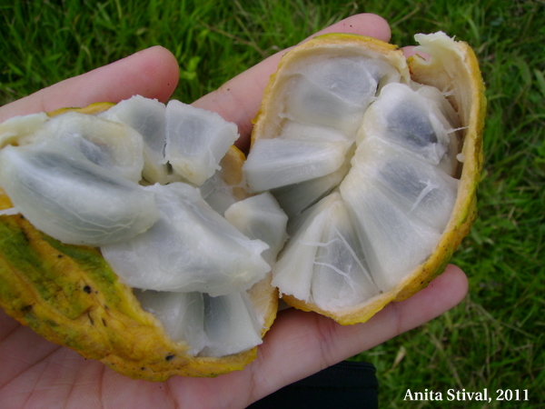 Annona sylvatica