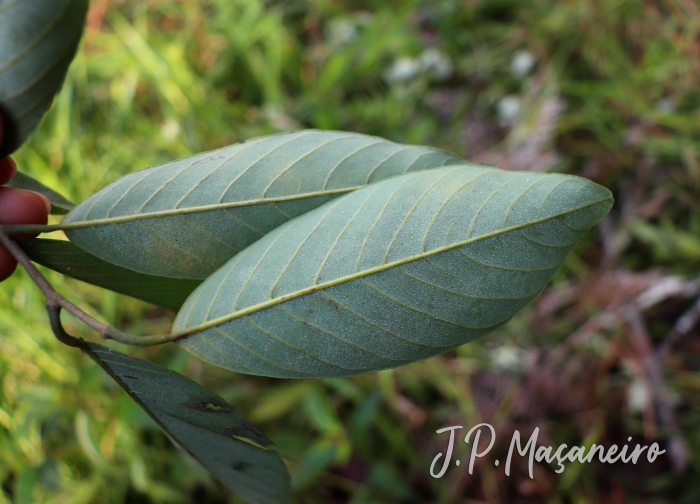 Annona sylvatica