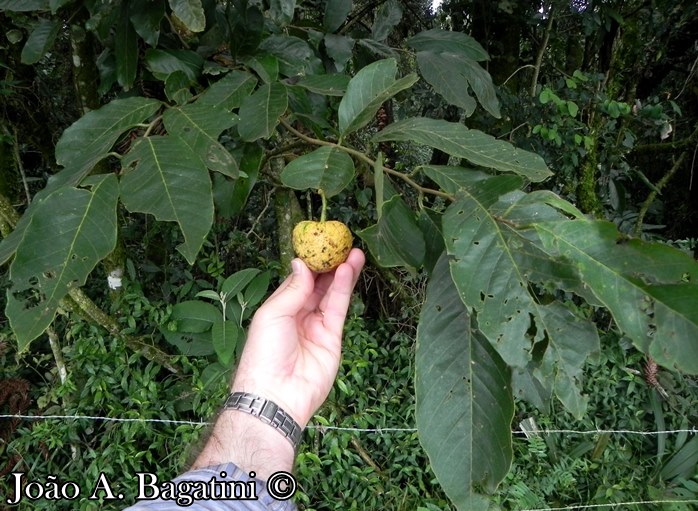 Annona sylvatica