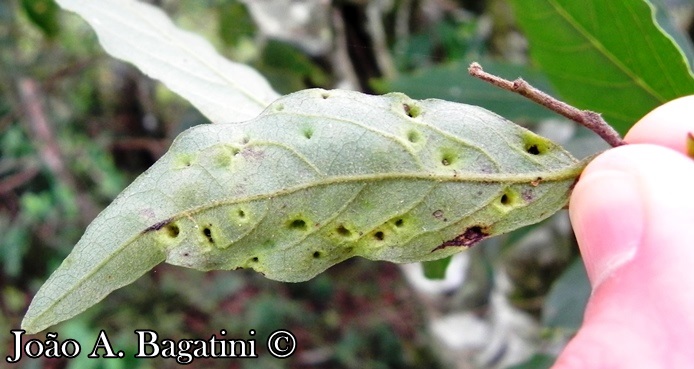 Annona sylvatica