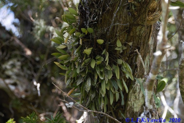 Pabstiella mirabilis