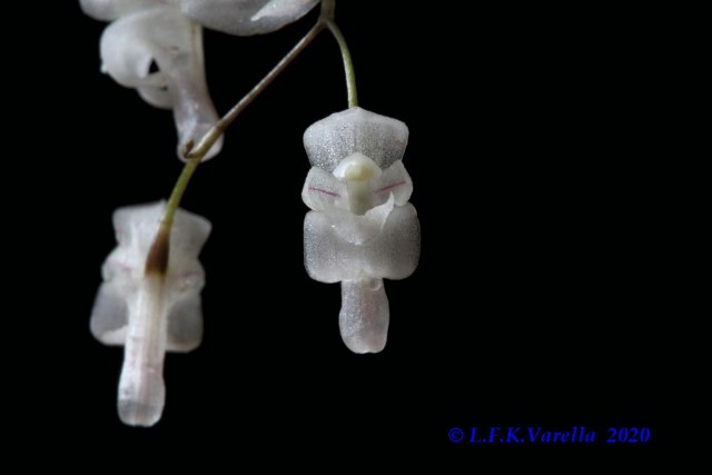 Pabstiella mirabilis