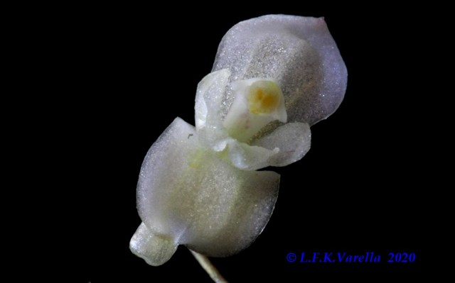 Pabstiella mirabilis