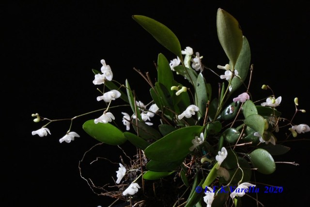 Pabstiella mirabilis