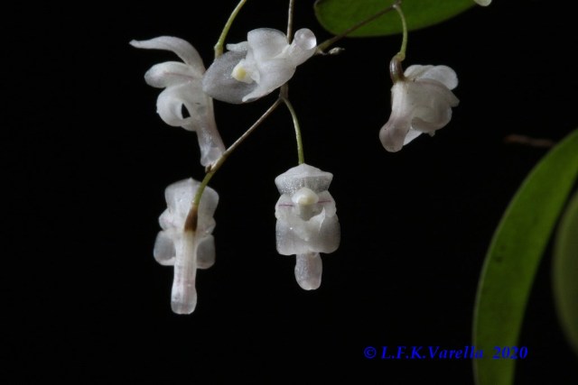 Pabstiella mirabilis