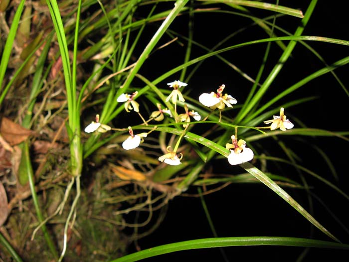 Ornithophora radicans