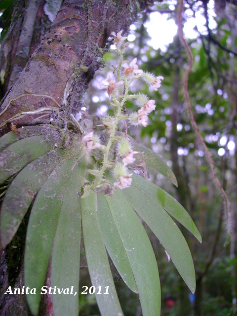 Ornithocephalus myrticola