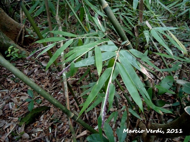 Merostachys speciosa