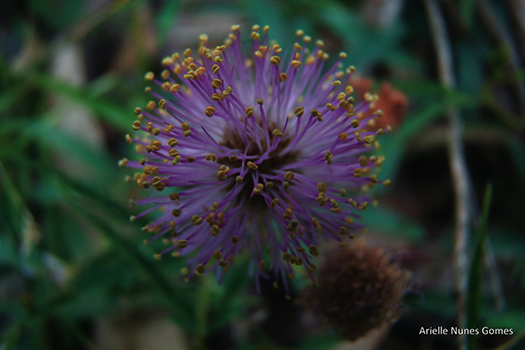 Mimosa ramosissima