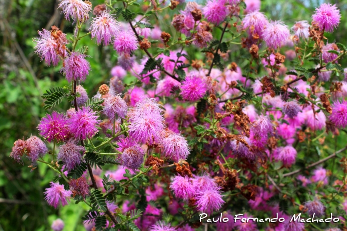 Mimosa ramosissima