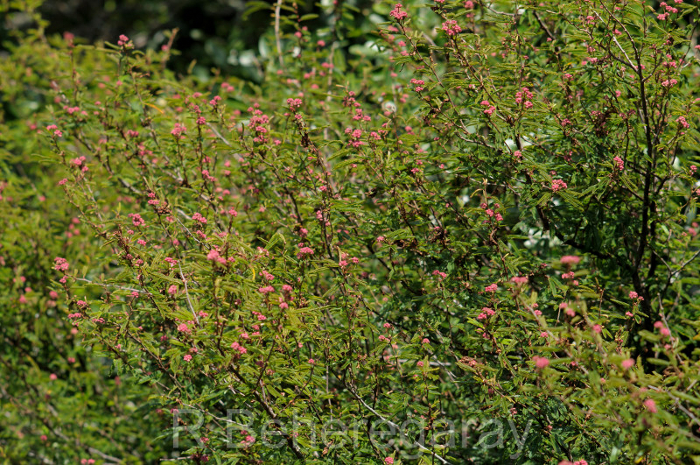 Mimosa ramosissima