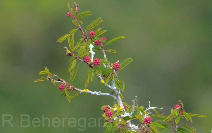Mimosa ramosissima