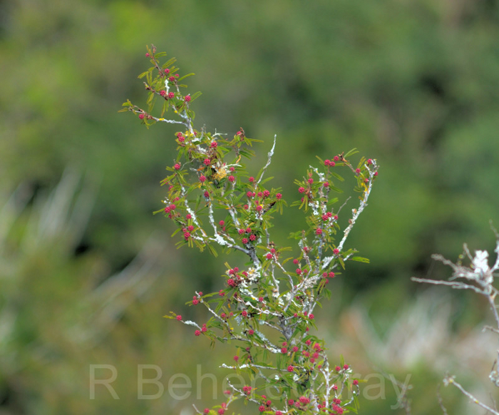 Mimosa ramosissima