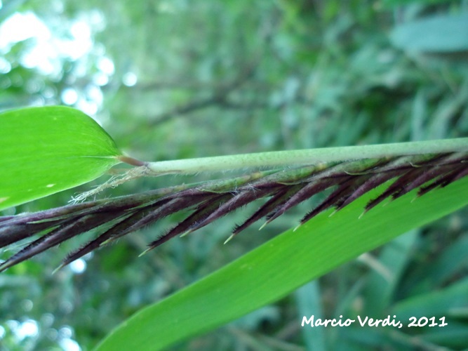 Merostachys speciosa