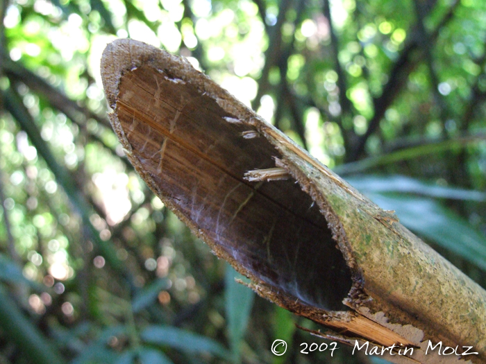 Merostachys speciosa