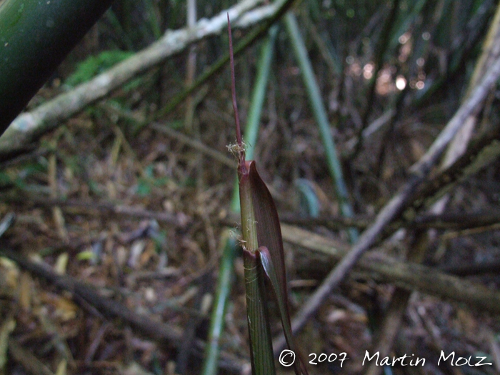 Merostachys speciosa