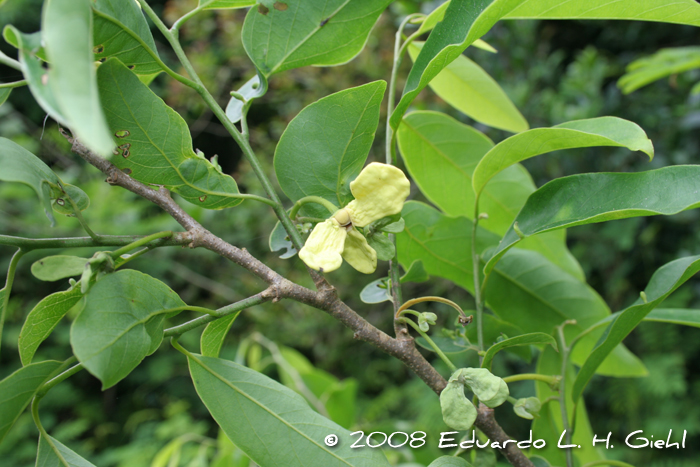 Annona neosalicifolia