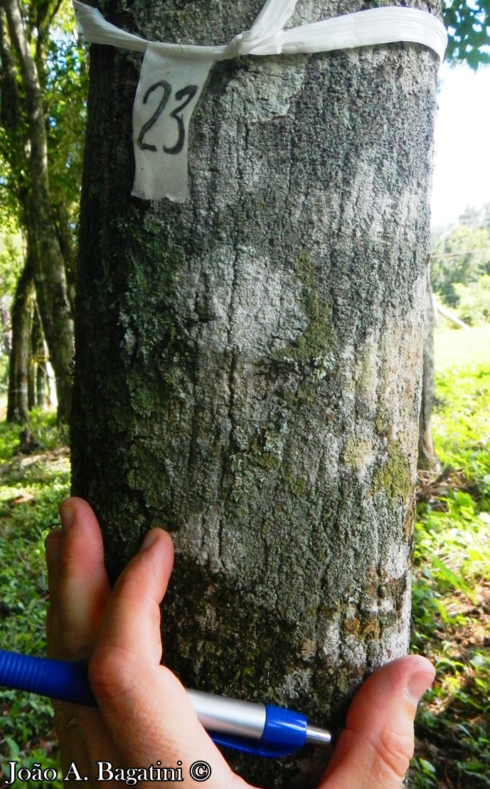 Annona neosalicifolia