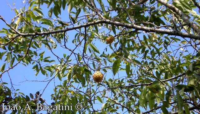 Annona neosalicifolia