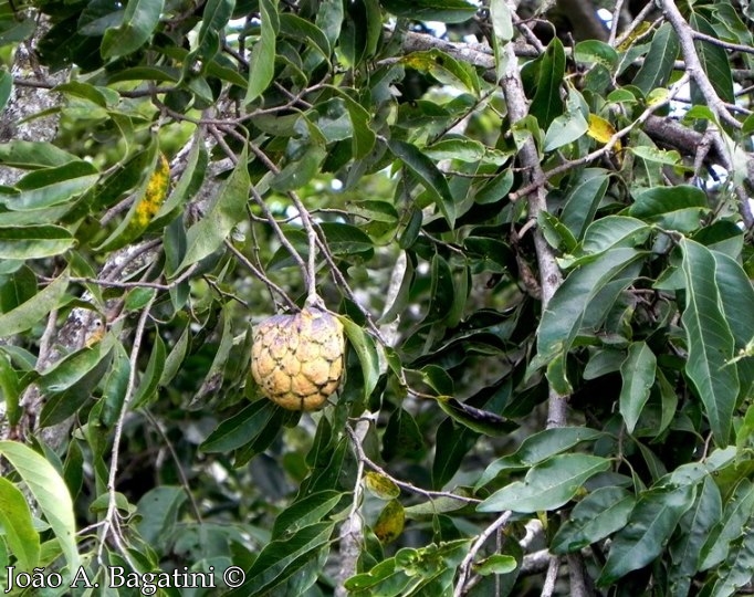 Annona neosalicifolia