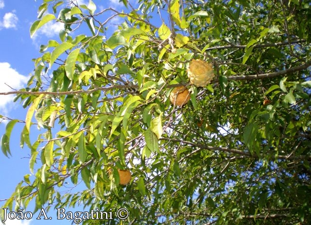 Annona neosalicifolia