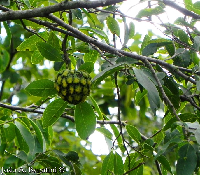 Annona neosalicifolia