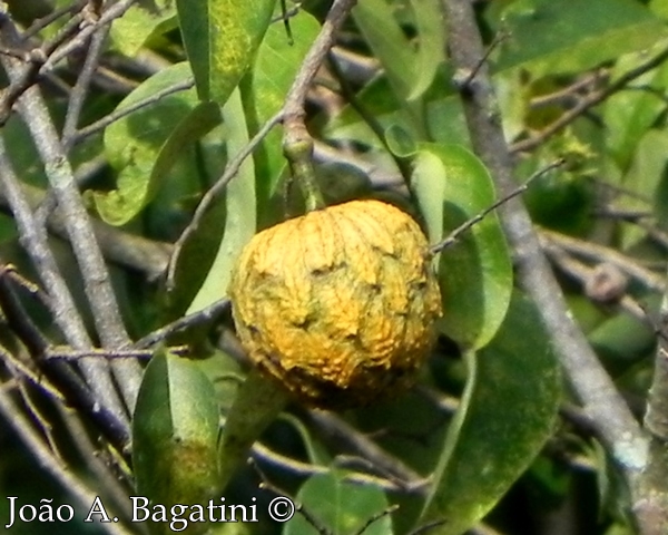 Annona neosalicifolia