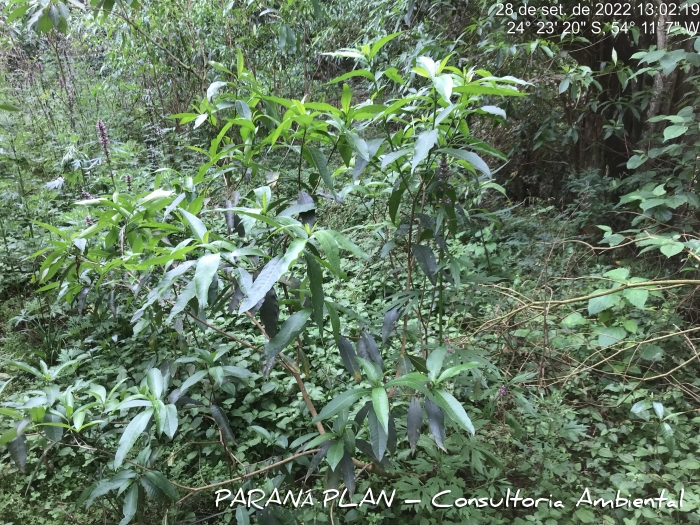 Tabernaemontana catharinensis