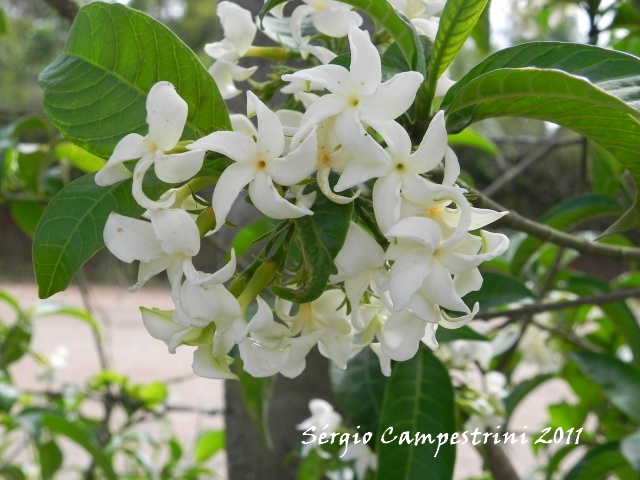 Tabernaemontana catharinensis