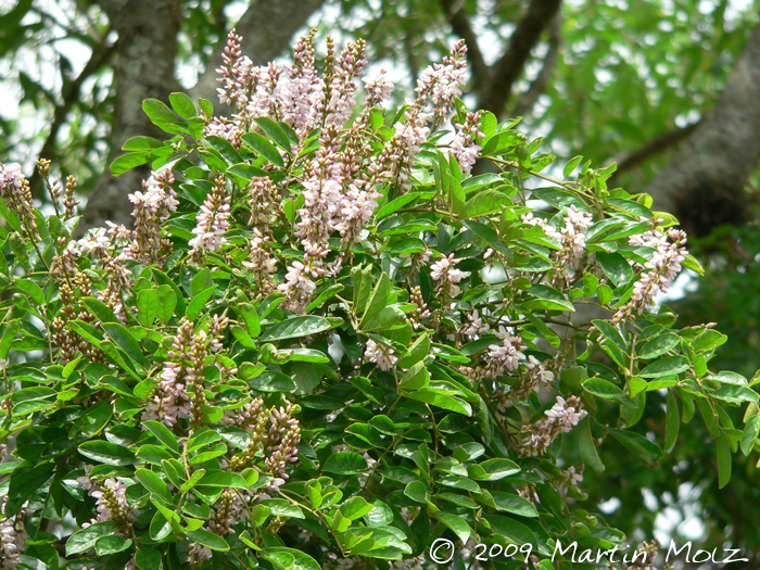 Lonchocarpus cultratus