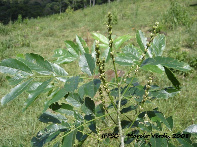 Lonchocarpus cultratus
