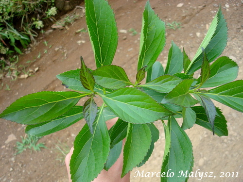 Verbenoxylum reitzii