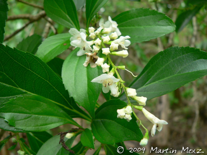 Verbenoxylum reitzii