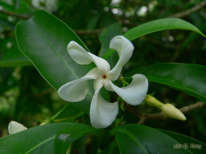 Tabernaemontana catharinensis