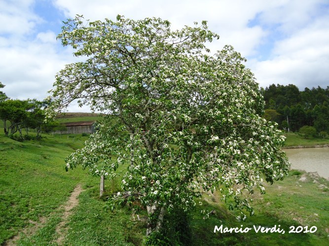 Tabernaemontana catharinensis