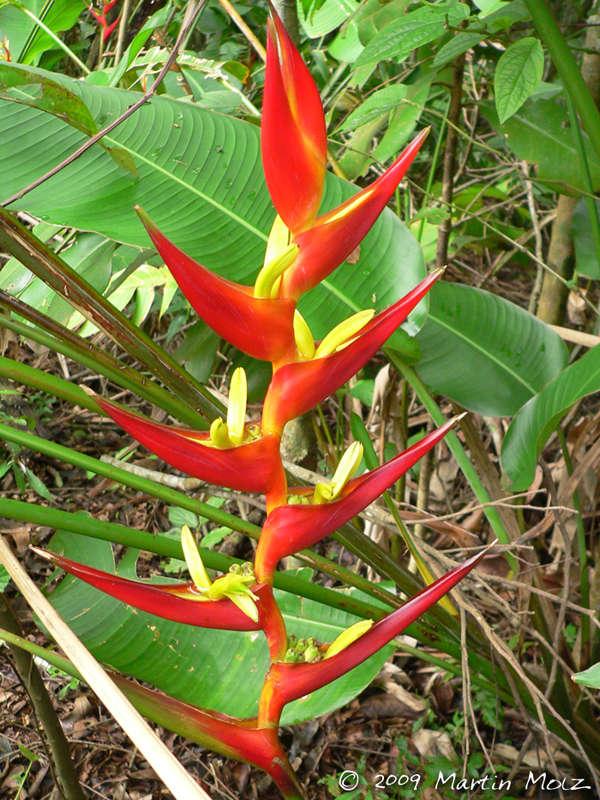 Heliconia farinosa