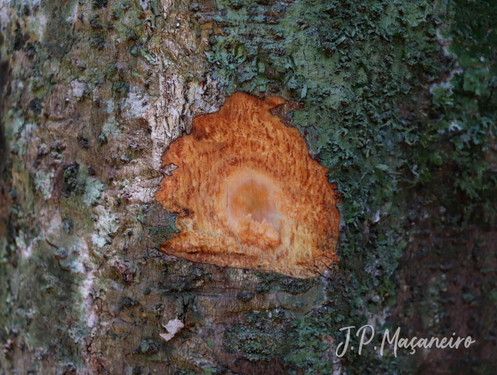 Ocotea catharinensis