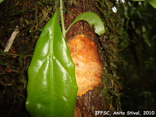 Ocotea catharinensis