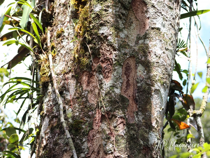 Ocotea catharinensis