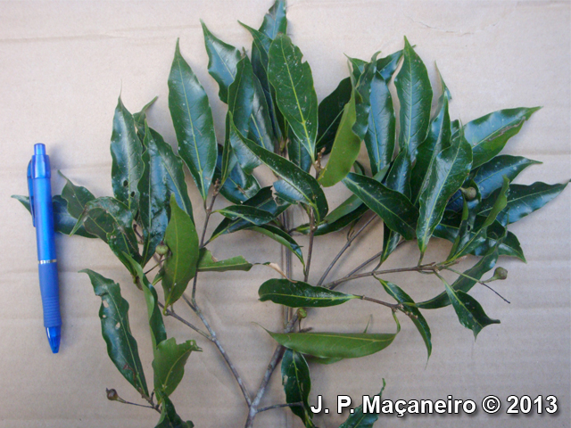 Ocotea catharinensis