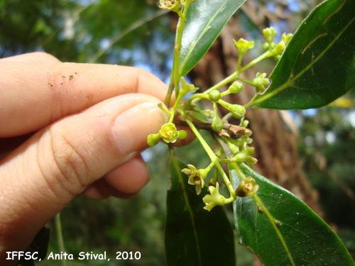 Ocotea catharinensis