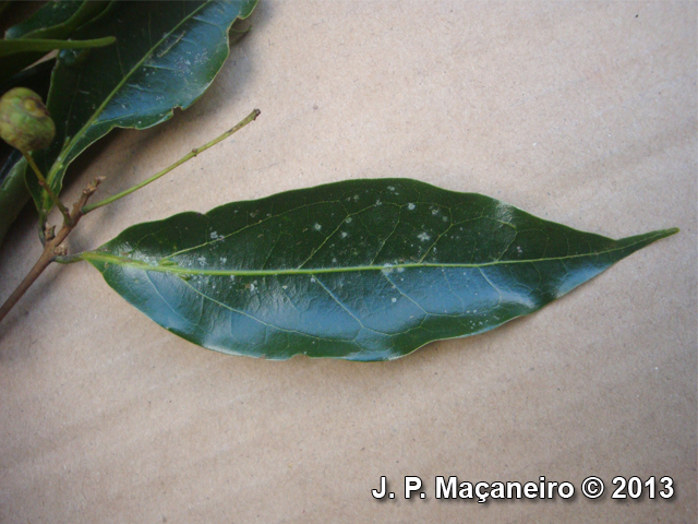 Ocotea catharinensis