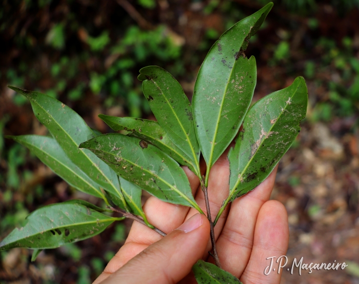 Ocotea catharinensis