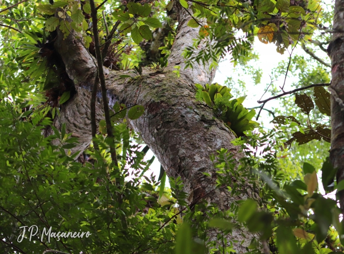 Ocotea catharinensis