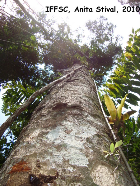 Ocotea catharinensis